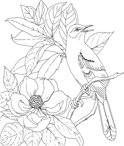 Mockingbird And Magnolia Mississippi State Bird And Flower Coloring Page